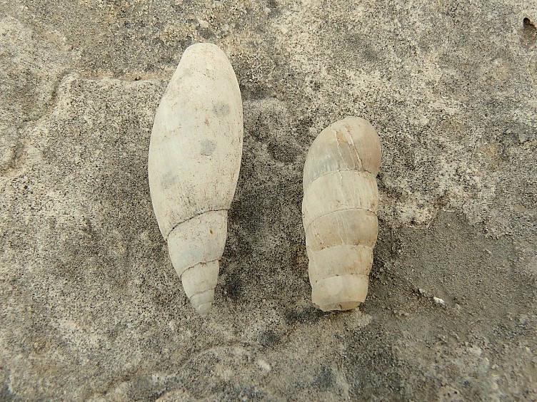 Poiretia cornea del Gargano